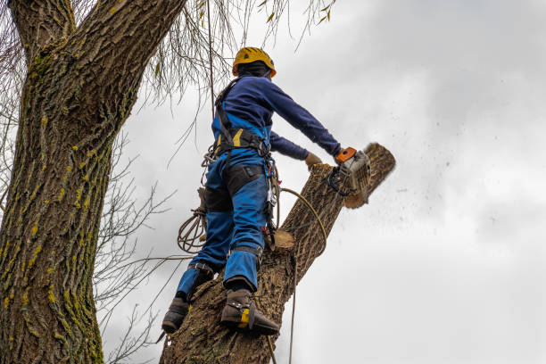 Seasonal Cleanup (Spring/Fall) in Wheaton, MN